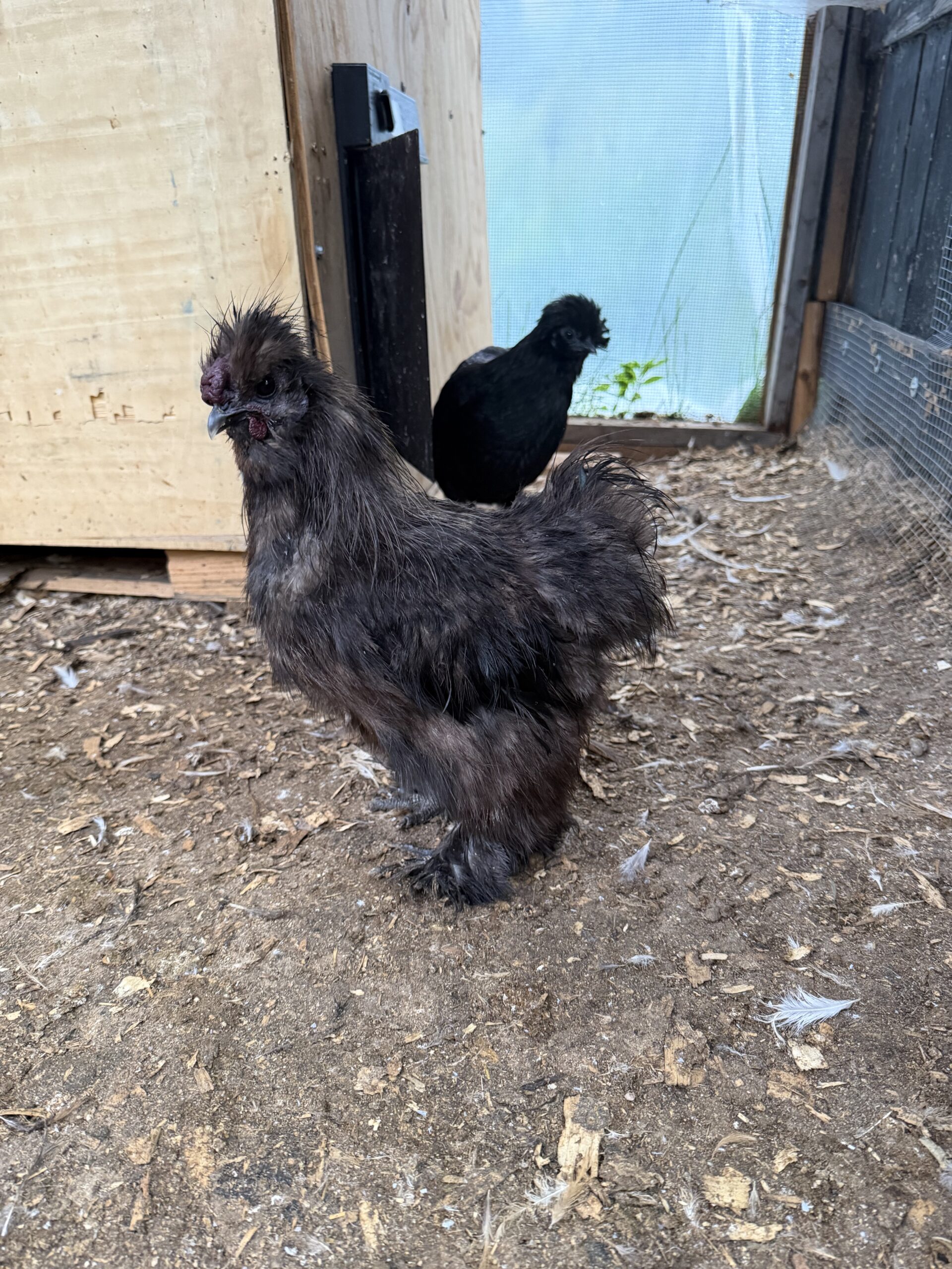 Silkie Roos