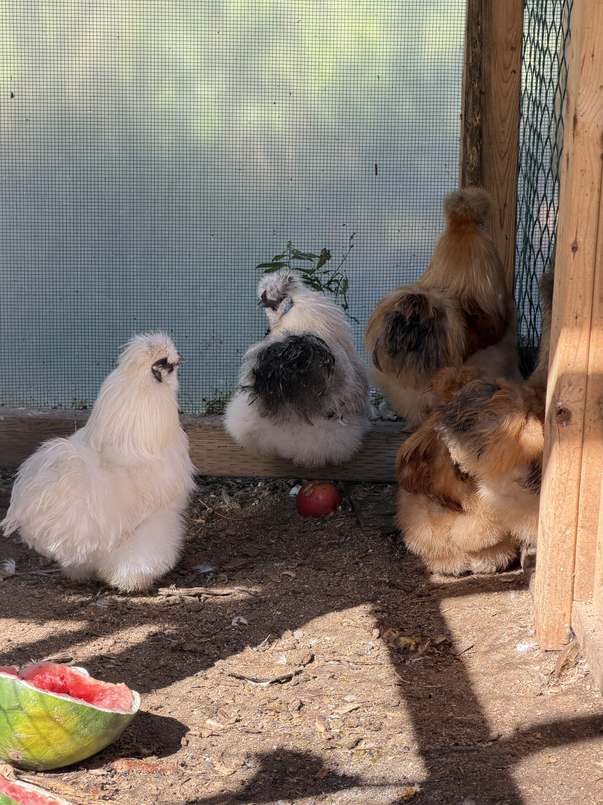 Silkie Roos