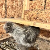 Silkie dude