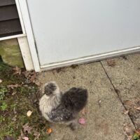 Silkie dude