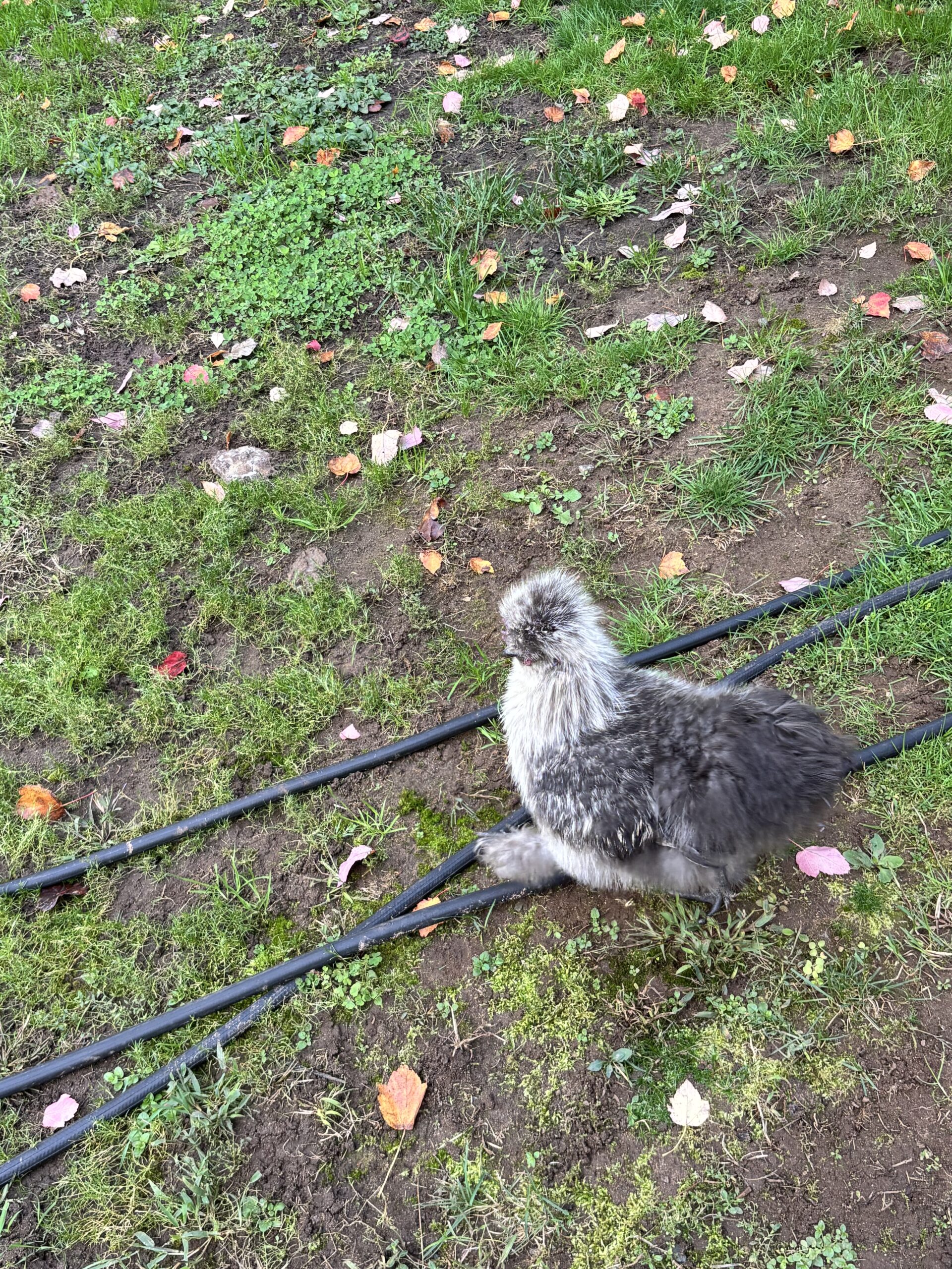 Silkie dude