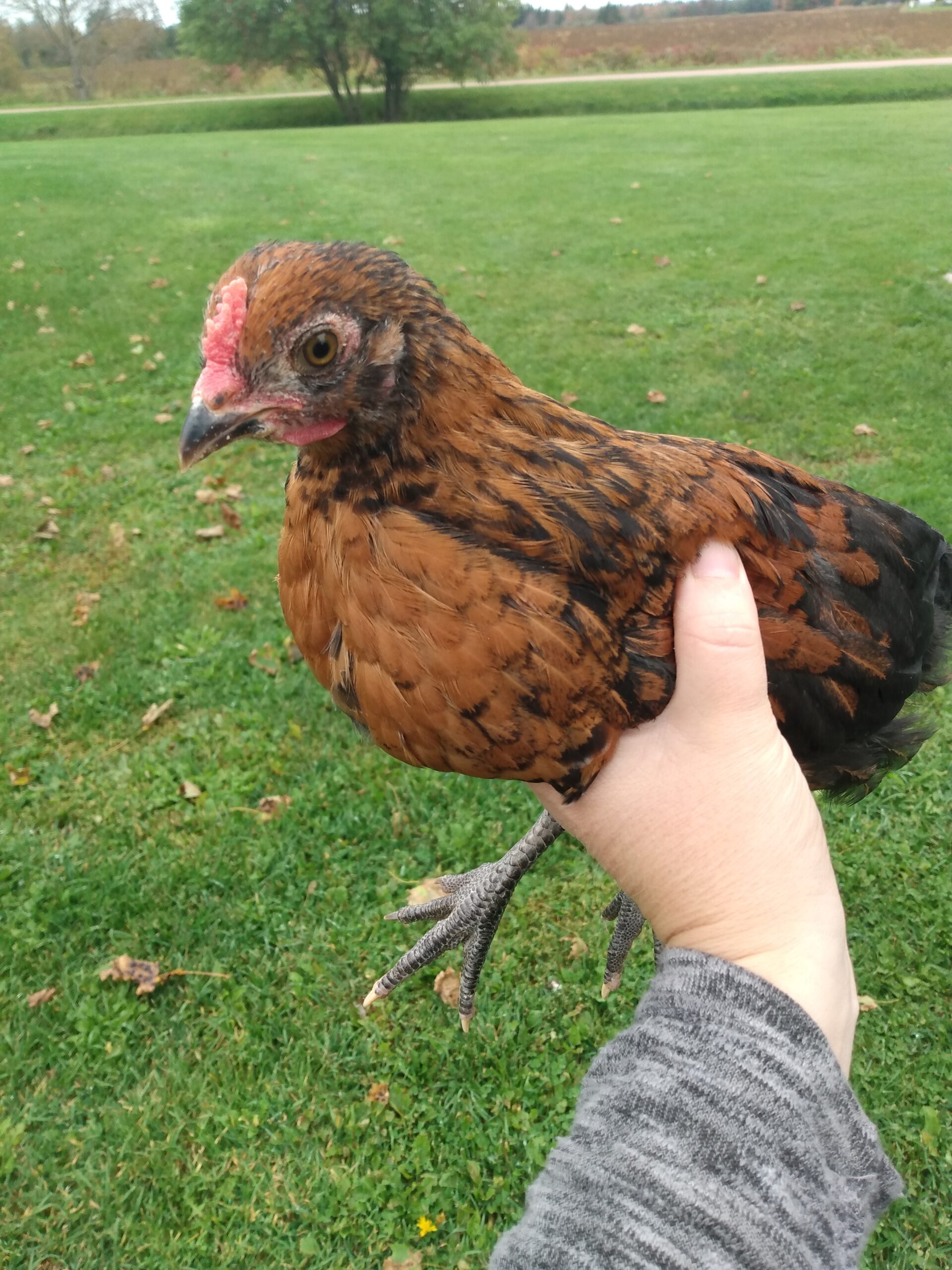 Roo